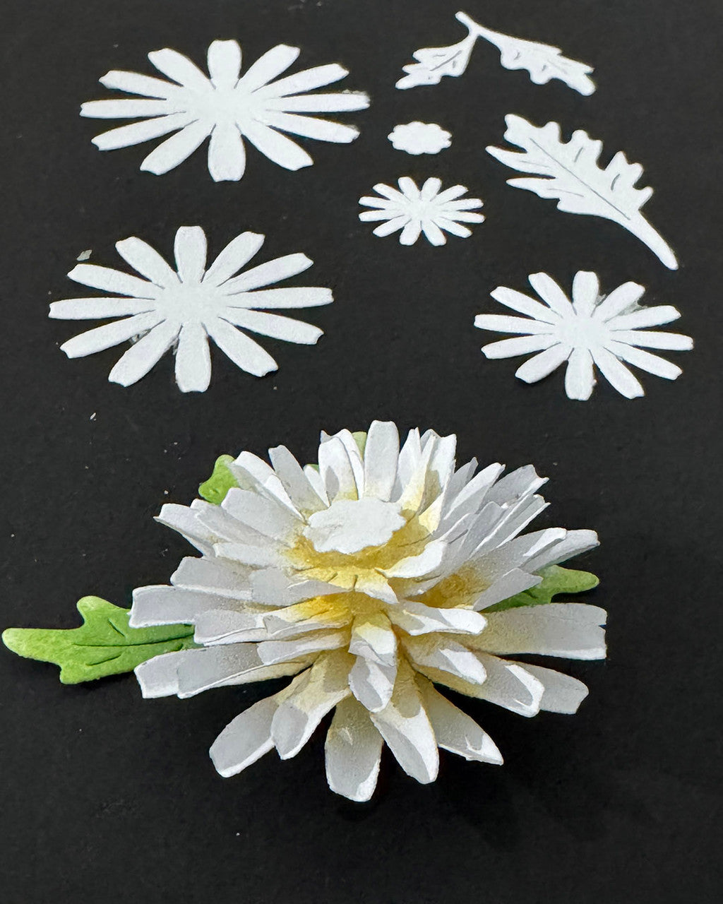 Bright and Beautiful Collection - Chamomile Flower dies
